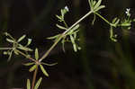 Stiff marsh bedstraw